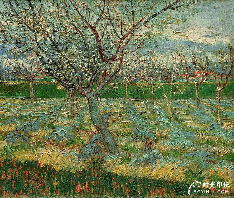 Apricot-Trees-in-Blossom.jpg