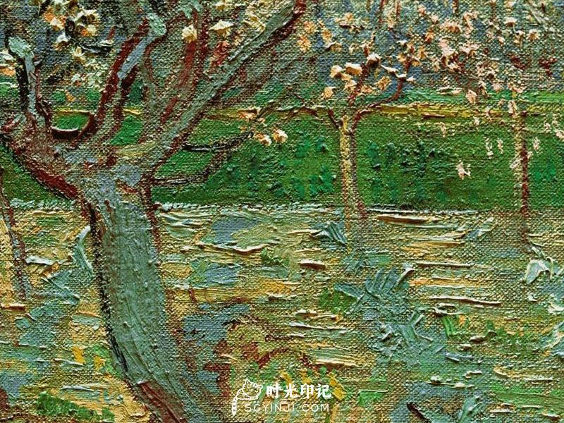 Apricot-Trees-in-Blossom.jpg